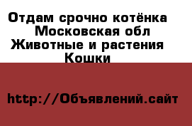 Отдам срочно котёнка  - Московская обл. Животные и растения » Кошки   